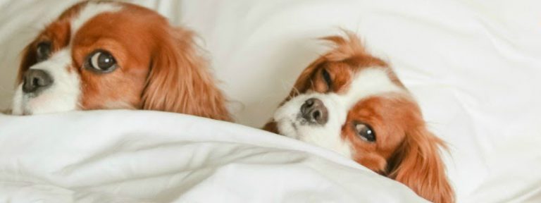 Pet Friendly Hotels Cleveland Ohio - Cleveland Crib Community & Travel